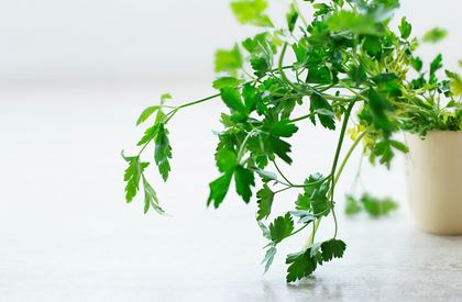 Flat Leaf Parsley (Pre-Packed)